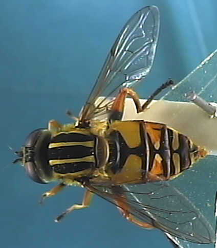 Helophilus pendulus